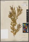 Foto von Salix acmophylla Boiss.